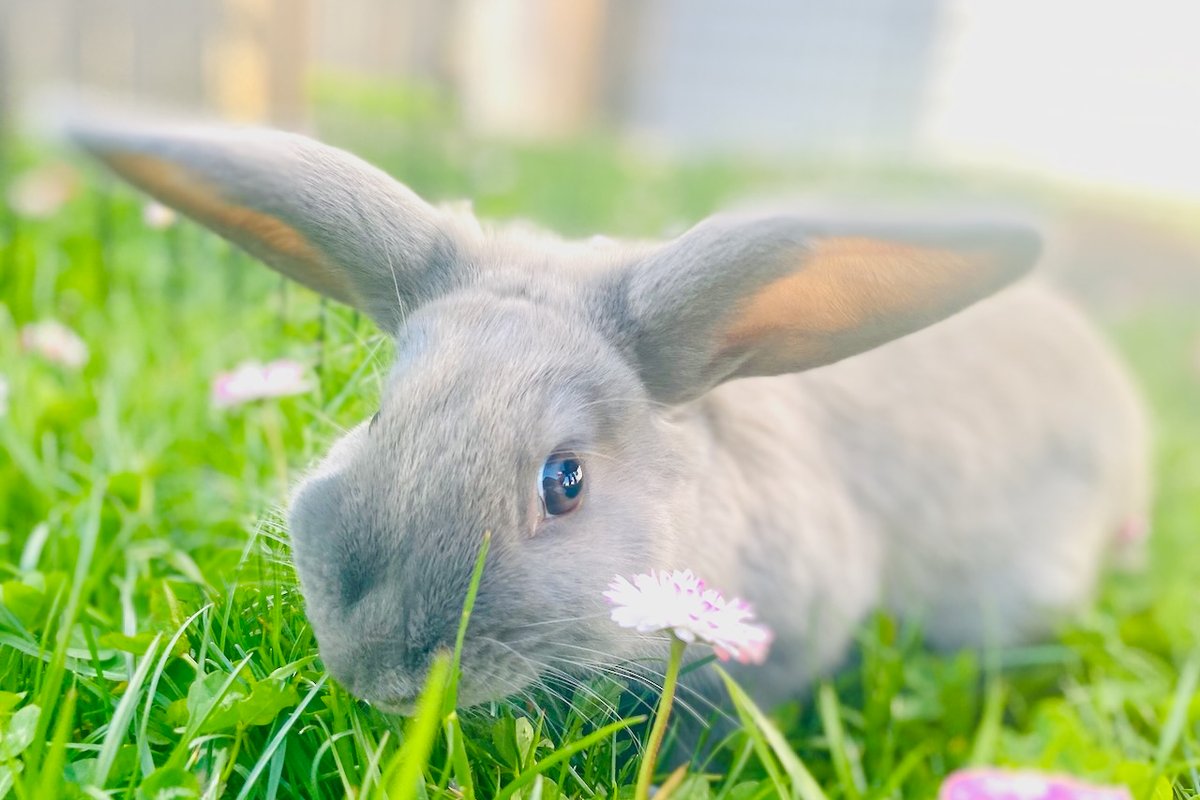 Peach Street Farm: Bunnies, Gardens, Playroom, A/C