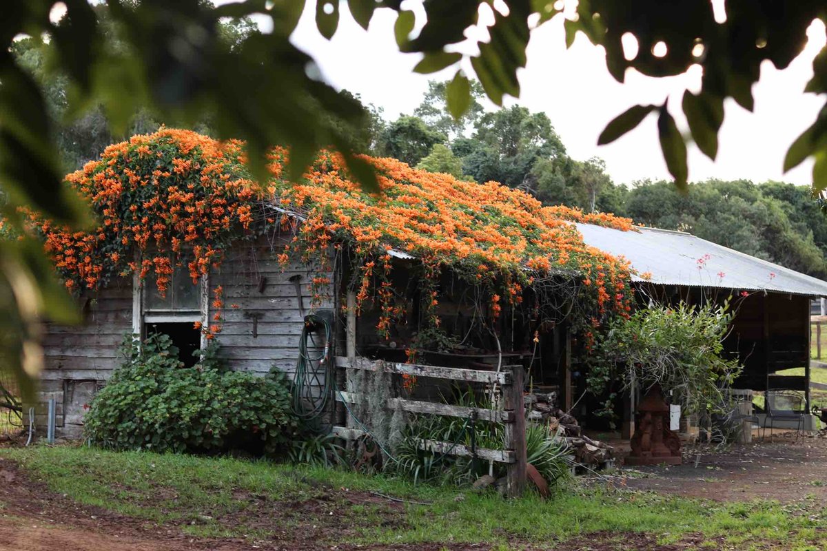 Windaboo @ Rosebank Byron Hinterland Estate