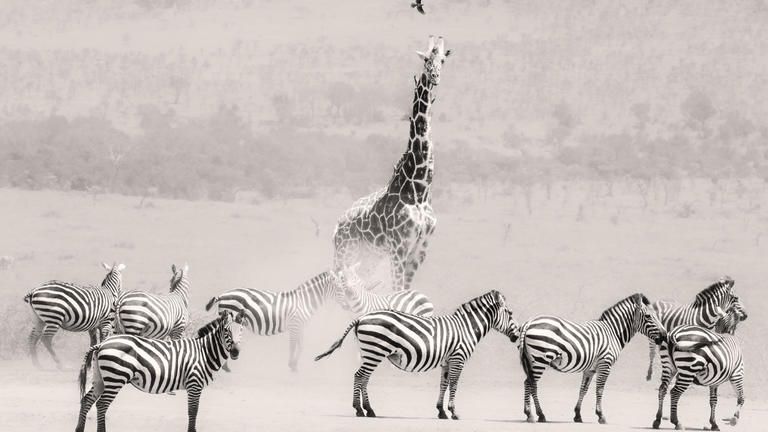Giraffe and Zebra at the Waterhole