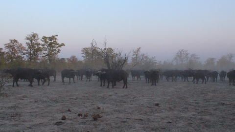 Buffalo Herd - Buffalo herds regularly visit water holes near the lodge