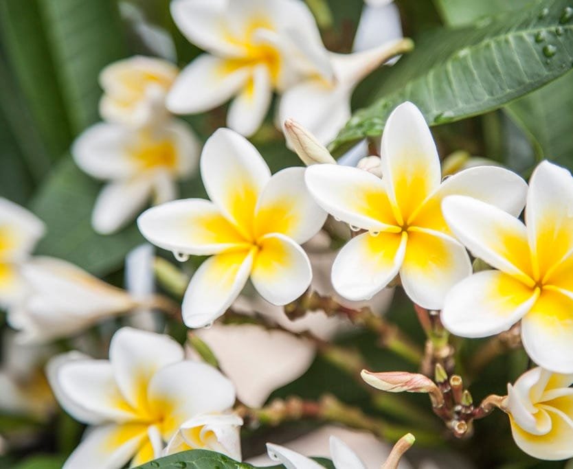 Lone Pine House – business, family, groups, pets gallery image 3