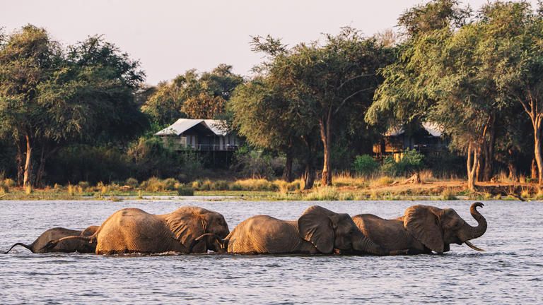Elephants Swimming in front of Dulini Anabezi
