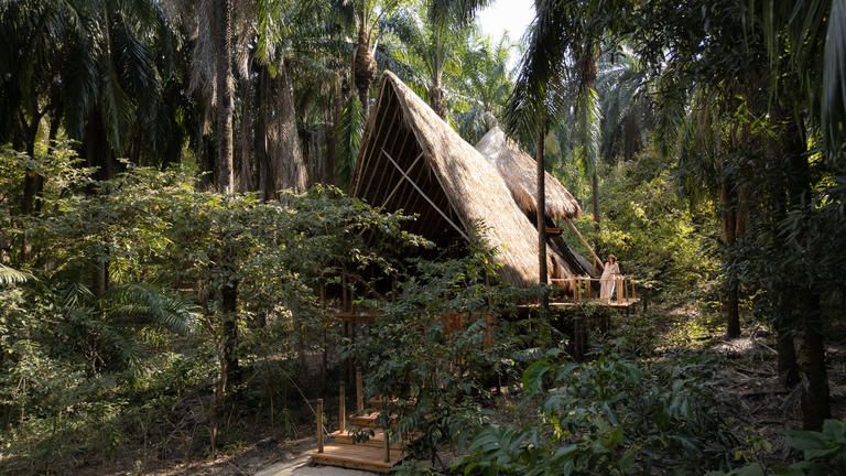 Life in the canopy