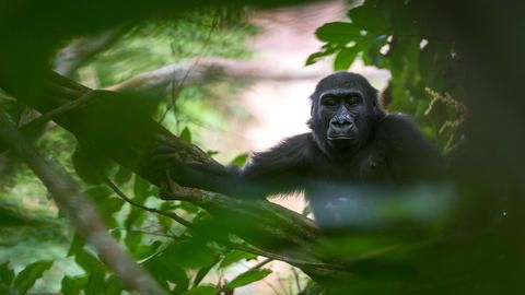 Ngaga Lodge - Kamba African Rainforest Experiences - Western Lowland Gorilla