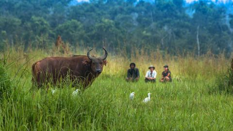 Mboko Lodge - Kamba African Rainforest Experiences - Wildlife up-close and personal
