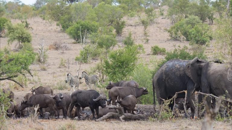 Buffelshoek Tented Camp photo