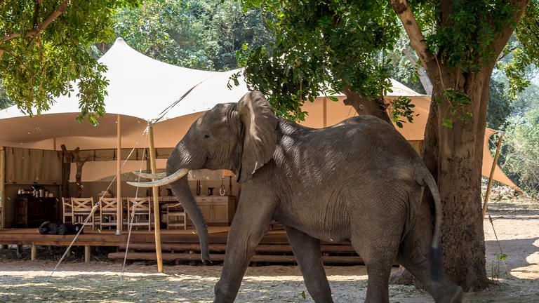 Wilderness Little Ruckomechi - Elephant wander through camp in search of their favourite albida pods