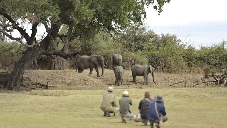 Lion Camp walking safari