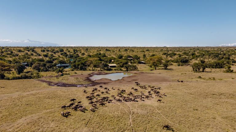 Porini Rhino Camp - Buffalo by the watering hole