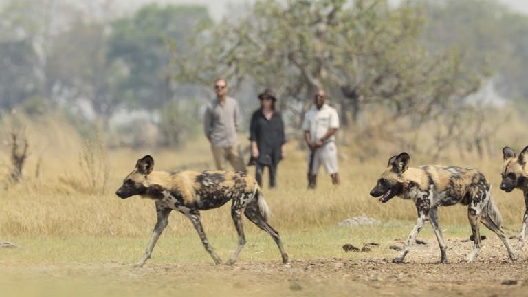 Walking Safari - At Shinde Footsteps, guests can also focus on experiencing the wilderness of the Okavango Delta in the most traditional way – on foot