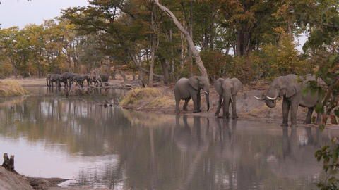 Elephants - Elephants at one of the nearby water holes