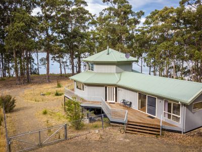 Tall Trees- Aurora Chaser’s Dream