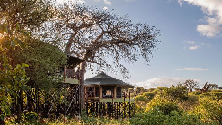 Treetop View