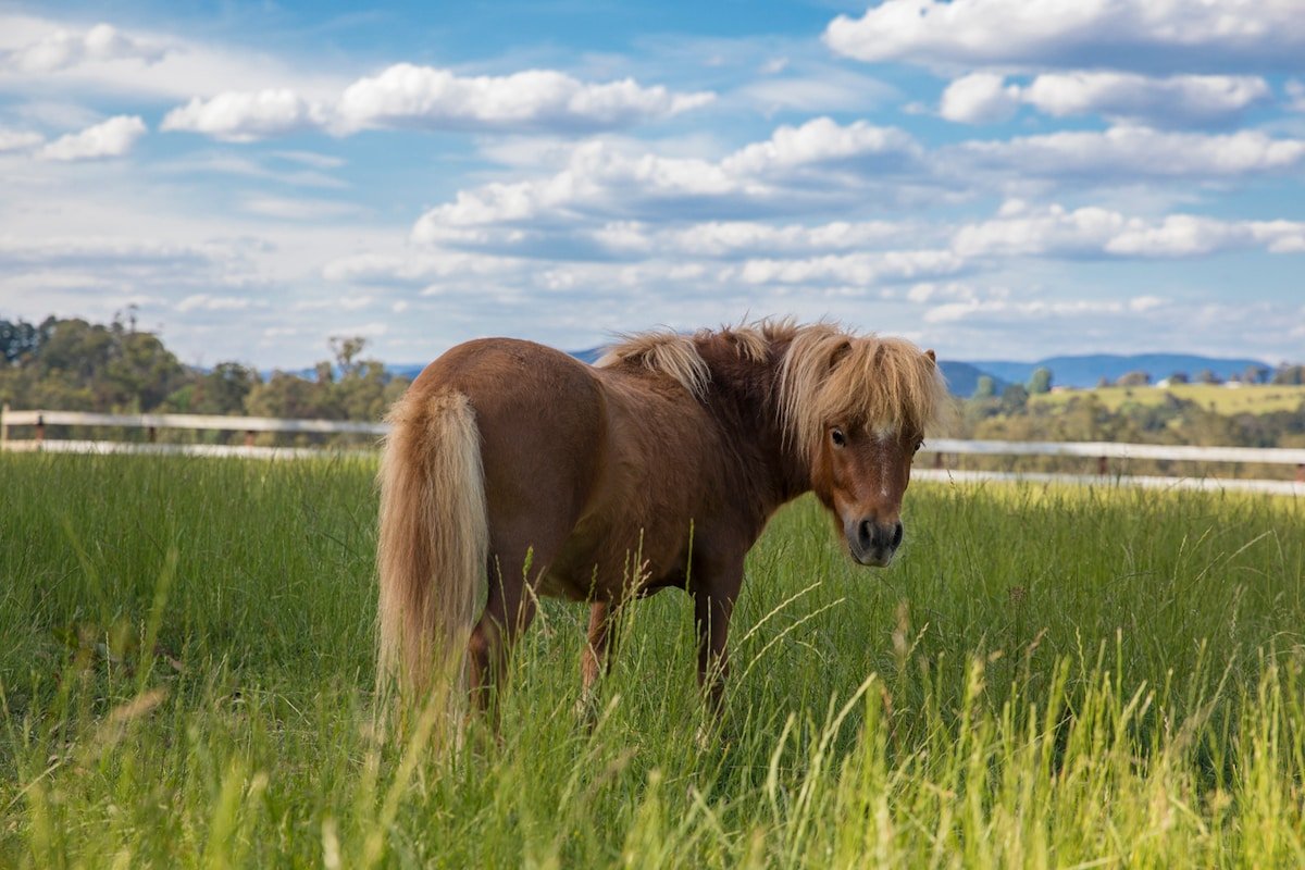Yarra Valley Fruit Farm with pool. gallery image 5