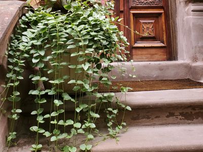 Guest Suite in Brownstone