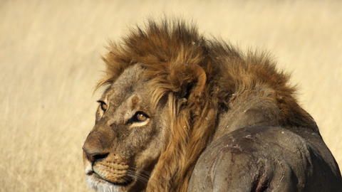 Lion - Male lion