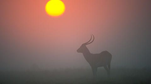 Busanga Bush Camp - Lechwe in the morning mist