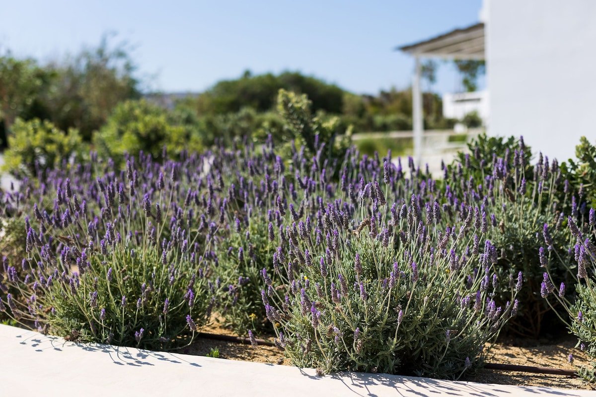 Villa Matina Plaka Villas Naxos gallery image 4