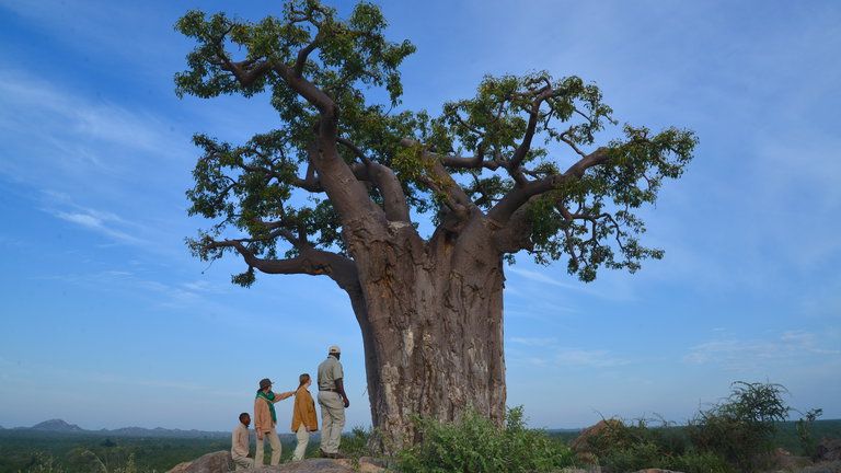Game walks in the 'land of giants'