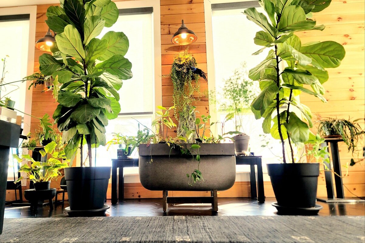 Women Hosted Plant Paradise 2BR | NYC + Airport gallery image 3