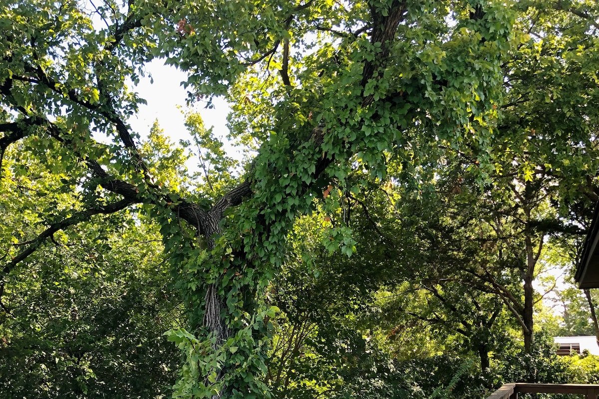 Kessler Park Treehouse gallery image 5