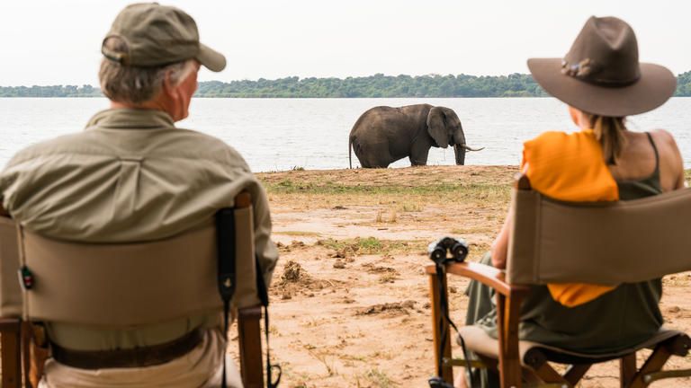 Elephants by the Camp