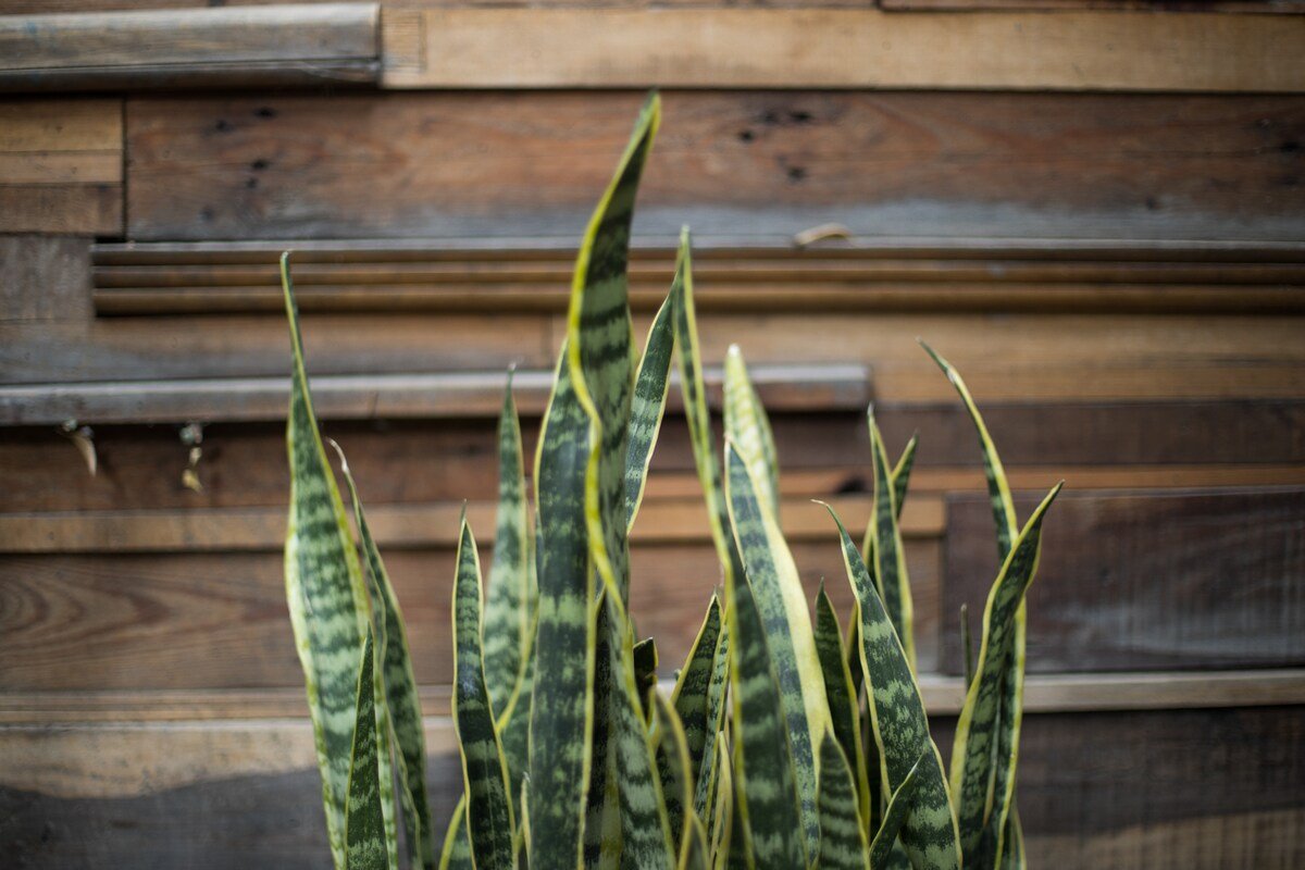 “La Roma House” Hip, Trendy and Unique gallery image 3