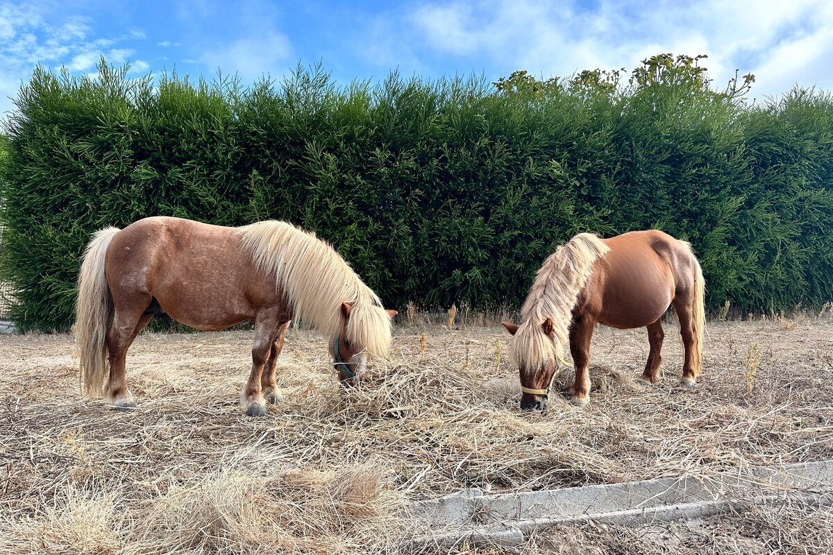Casa PaloVerde Serene Seaside Ranch w/Pool Ericera gallery image 4