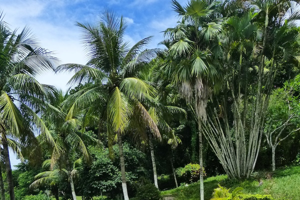 Casa na cidade com ares do campo gallery image 4