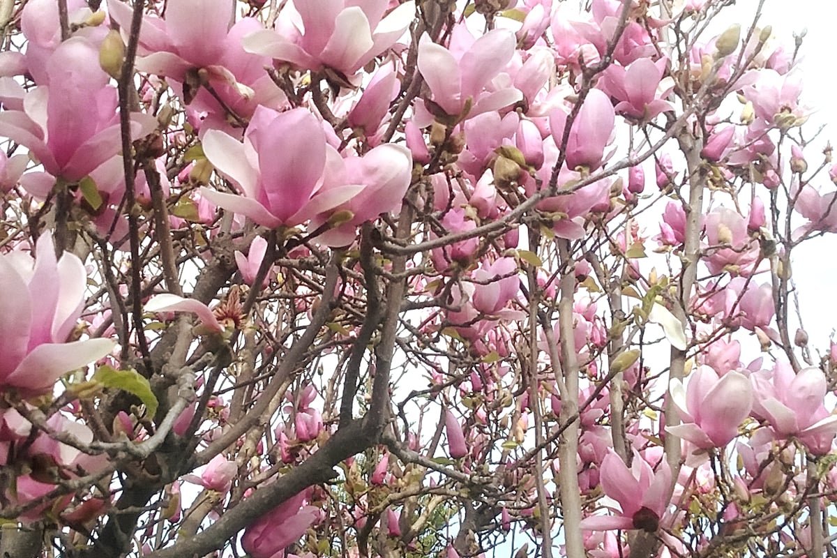 POOL HOME near Disneyland or Temporary Housing gallery image 5