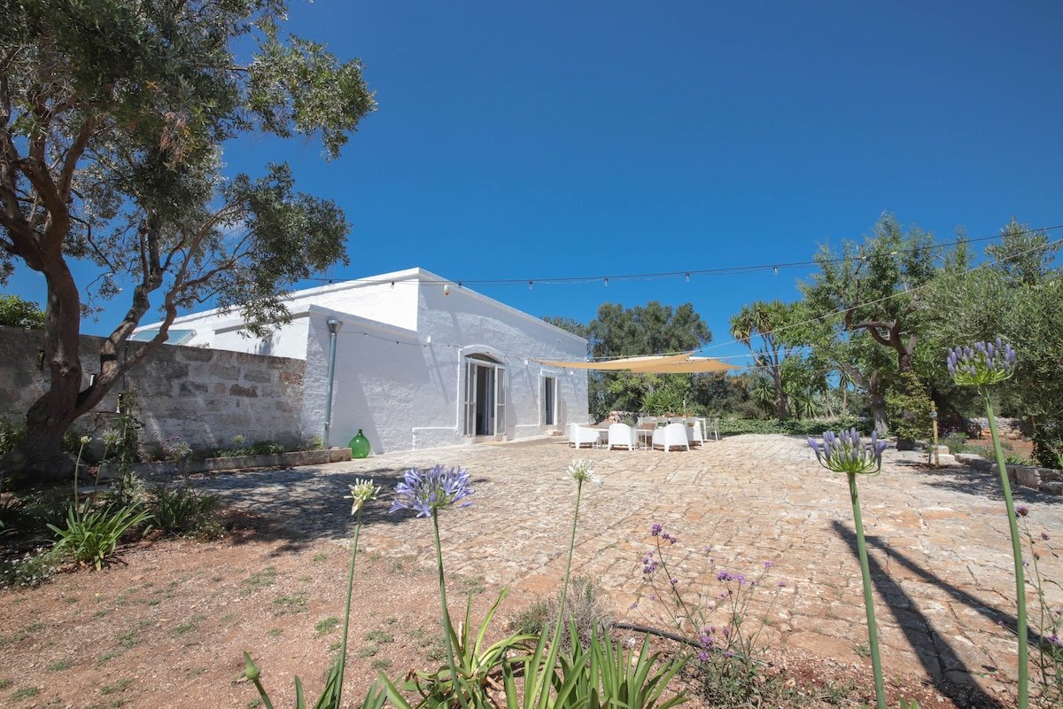 Historic villa and pool set amongst ancient olives gallery image 4