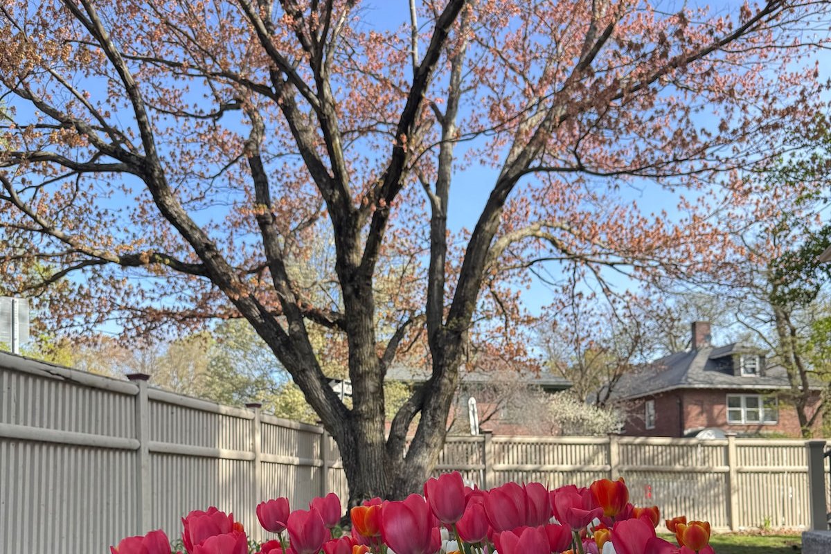 Harvard Sq 3BR House w/ parking gallery image 3