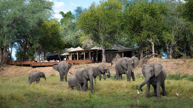 Wilderness Ruckomechi - Ruckomechi is the elephants’ favourite camp