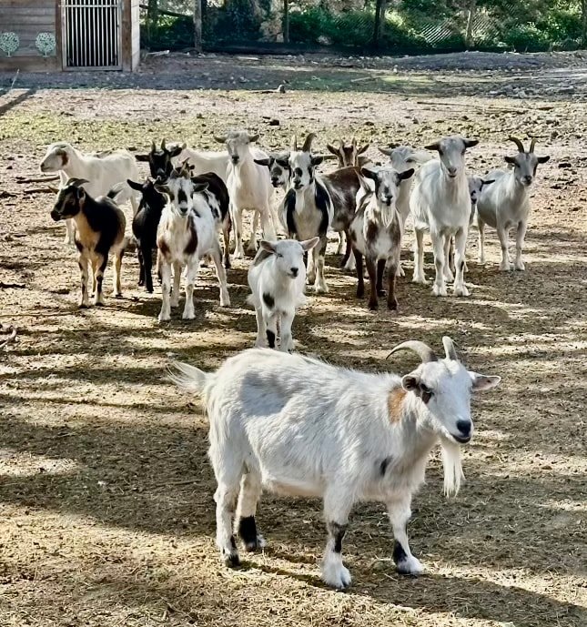 The Grateful Farmhouse gallery image 4