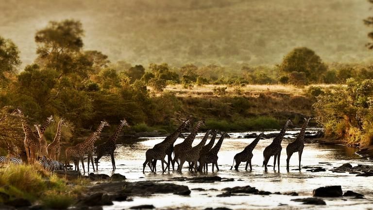 Giraffe Crossing