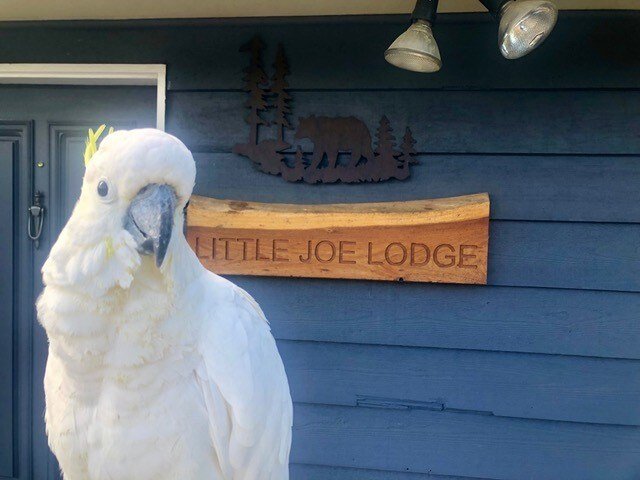 Little Joe Lodge, amazing views! gallery image 3