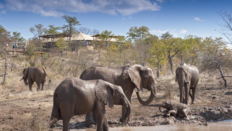 The Elephant Camp - The Elephant Camp, Victoria Falls