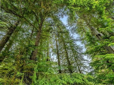 Forest Cove two bedroom 3 beds guest suite