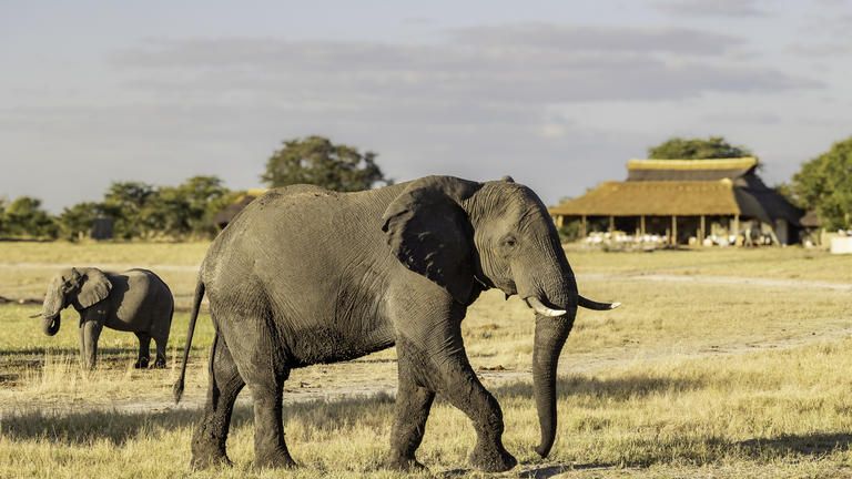 Camp Hwange - main area - main area with views down towards a productive waterhole
