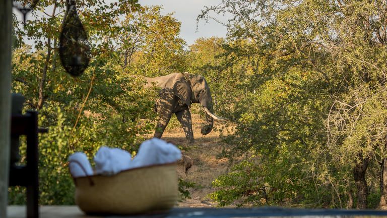 Elephants Frequent the Splash Pool - Elephants Frequent the Splash Pool