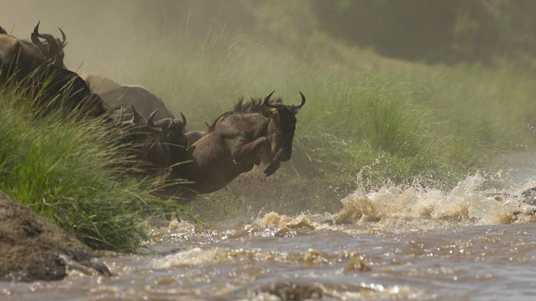 Offbeat Mara - Kenya's famous migration - Visit one of the main crossing points of the great migration.