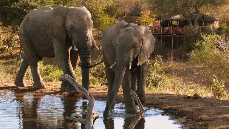 Waterhole - Front of Lunch Deck - Elephants drinking at the dam which is overlooked by the bar.