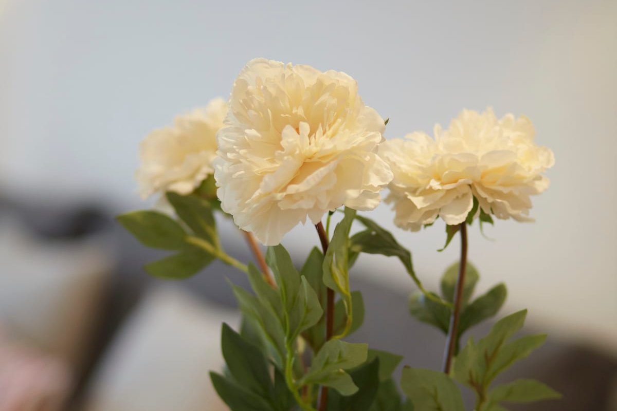 Tranquilo, reformado y acogedor en B de Salamanca gallery image 5