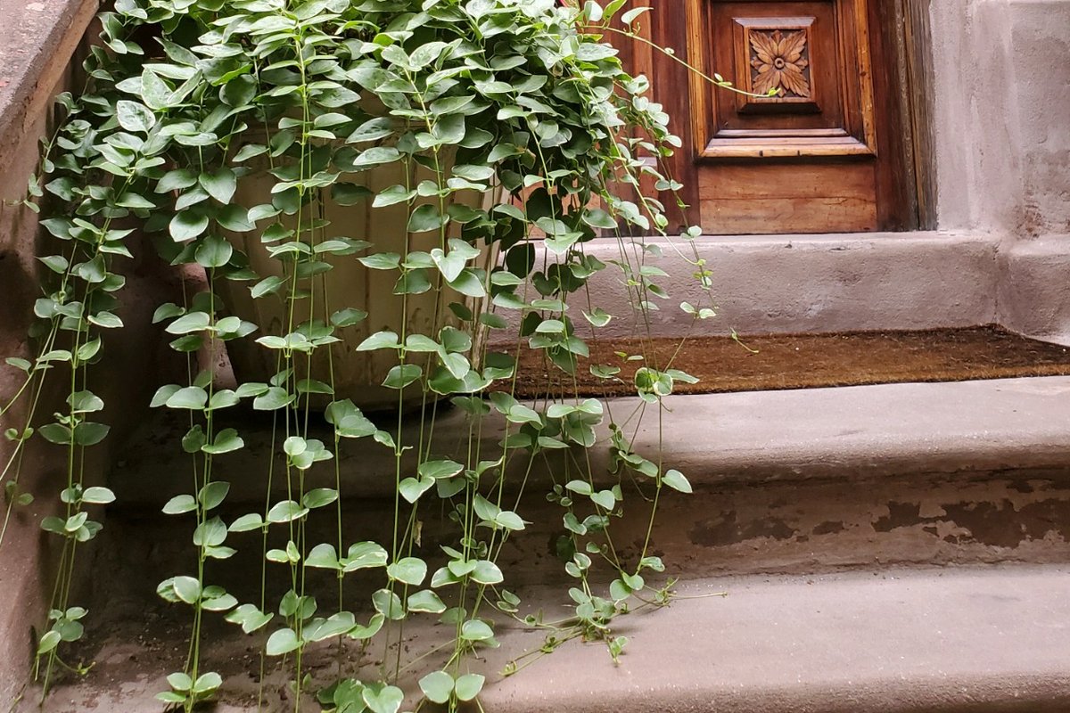 Guest Suite in Brownstone