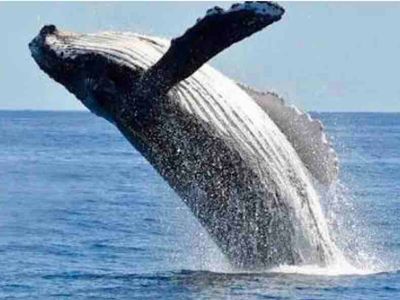 Ocean front 6000 sq House