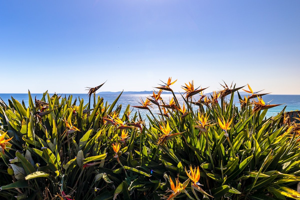 Oceanfront(2730 sqft)w/Spa, HugeDeck+Garden+VIEWS gallery image 3