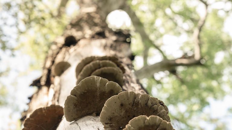 Singita Elela_Fungus_Mushrooms