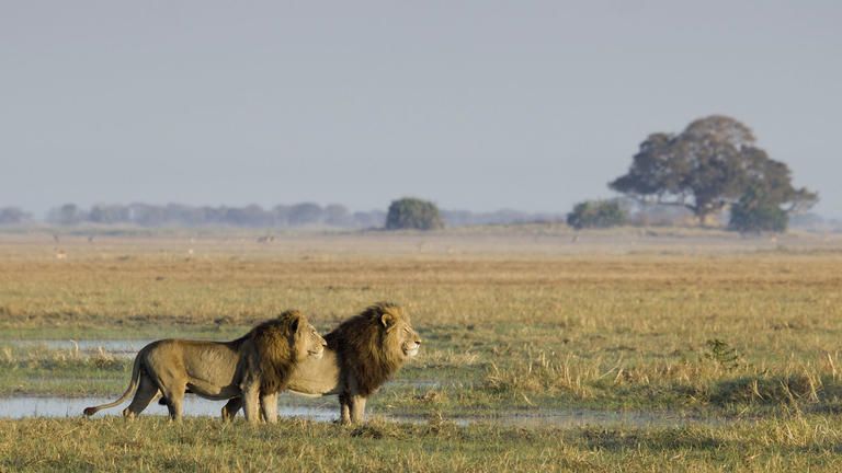 Busanga Bush Camp - A male lion coalition in the Busanga Plains
