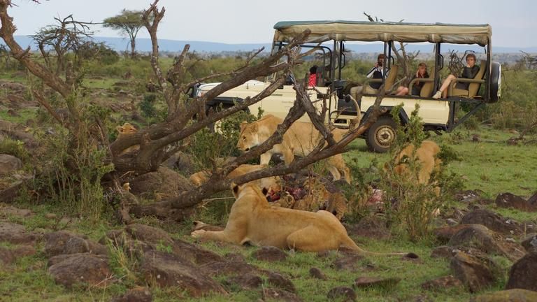 Game drive within Mara North Conservancy