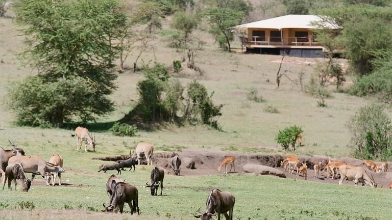 Mara Bushtops Camp Family Tent / Leopards suite & Rhino suite